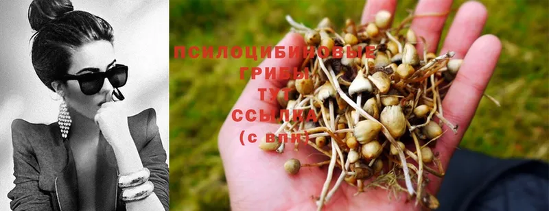 сколько стоит  Павлово  OMG ссылки  Галлюциногенные грибы Psilocybe 